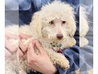 Poochon DOG FOR ADOPTION RGADN-1238898 - Dwight - Bichon Frise / Poodle