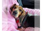 Beagle DOG FOR ADOPTION RGADN-1238900 - Reggie - Beagle Dog For Adoption