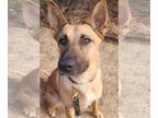 German Shepherd Dog Mix DOG FOR ADOPTION RGADN-1238902 - Phoebe - German