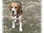 Beagle DOG FOR ADOPTION RGADN-1238915 - Cher II - Beagle Dog For Adoption