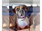 Boxer DOG FOR ADOPTION RGADN-1238916 - Keefer - Boxer Dog For Adoption