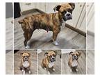 Boxer DOG FOR ADOPTION RGADN-1238921 - MORA - Boxer Dog For Adoption