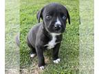 American Pit Bull Terrier-Huskies Mix DOG FOR ADOPTION RGADN-1238924 - Kenickie