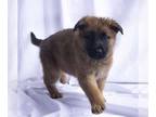 Chow Chow-German Shepherd Dog Mix DOG FOR ADOPTION RGADN-1238927 - Gunther -