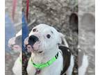 Staffordshire Bull Terrier Mix DOG FOR ADOPTION RGADN-1238930 - Dunbar (Dunny) -