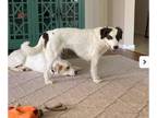 Brittany-Spaniel Mix DOG FOR ADOPTION RGADN-1238934 - LADY #3 - Brittany /