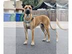 Mastador DOG FOR ADOPTION RGADN-1238935 - TANNER - Mastiff / Labrador Retriever