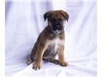 German Shepherd Dog Mix DOG FOR ADOPTION RGADN-1238940 - Ari - German Shepherd