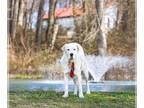 Labrenees DOG FOR ADOPTION RGADN-1238948 - Chaz - Great Pyrenees / Labrador