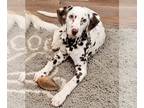Dalmatian DOG FOR ADOPTION RGADN-1238955 - Pongo - Dalmatian (short coat) Dog
