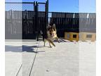 Australian Shepherd-German Shepherd Dog Mix DOG FOR ADOPTION RGADN-1238961 -