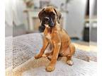 Boxer DOG FOR ADOPTION RGADN-1238968 - Clover - Boxer (short coat) Dog For