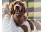 Irish Doodle DOG FOR ADOPTION RGADN-1238973 - Penny Feb 24 - Irish Setter /