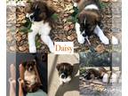 Australian Shepherd-Great Pyrenees Mix DOG FOR ADOPTION RGADN-1238977 - Daisy -