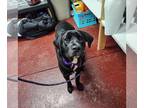 Labrador Retriever Mix DOG FOR ADOPTION RGADN-1238980 - Ravenna - Labrador