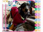 Dachshund DOG FOR ADOPTION RGADN-1238982 - Monty Romeo - Dachshund (short coat)