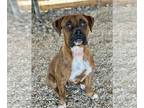 Boxer DOG FOR ADOPTION RGADN-1238990 - Eaton - Boxer Dog For Adoption