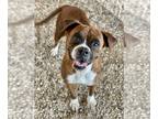 Boxer DOG FOR ADOPTION RGADN-1238991 - Lindie - Boxer Dog For Adoption