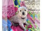 Border Terrier-Shih Tzu Mix DOG FOR ADOPTION RGADN-1238995 - Richina - Shih Tzu