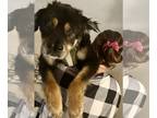 Chow Chow-Rottweiler Mix DOG FOR ADOPTION RGADN-1238996 - Oso - Chow Chow /