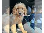 Goldendoodle DOG FOR ADOPTION RGADN-1239005 - Avalon Feb 24 - Poodle (Standard)