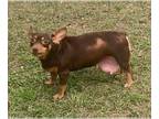 Chiweenie DOG FOR ADOPTION RGADN-1239022 - PennyKae *Arriving 3/9* - Dachshund /