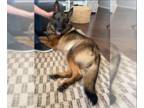 German Shepherd Dog Mix DOG FOR ADOPTION RGADN-1239026 - Khalessie D5900 -