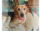 Beagle DOG FOR ADOPTION RGADN-1239044 - Buster Brown - Beagle Dog For Adoption