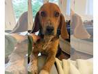 Beagle DOG FOR ADOPTION RGADN-1239045 - Butter - Beagle Dog For Adoption