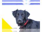 Retriever Mix DOG FOR ADOPTION RGADN-1239046 - Huestin - Retriever / Mixed
