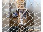 Boxer DOG FOR ADOPTION RGADN-1239049 - Nixie - Boxer Dog For Adoption
