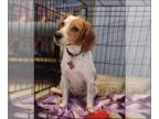 Beagle DOG FOR ADOPTION RGADN-1239050 - Elsa III - Beagle Dog For Adoption