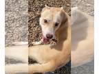 Huskies Mix DOG FOR ADOPTION RGADN-1239051 - Casper - Husky / Mixed (medium