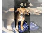Black Mouth Cur-Whippet Mix DOG FOR ADOPTION RGADN-1239054 - Milli - Whippet /