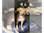 Beagle-Black Mouth Cur Mix DOG FOR ADOPTION RGADN-1239054 - Millie - Black Mouth