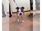Boxer DOG FOR ADOPTION RGADN-1239055 - Orin - Silver Heart - Boxer Dog For