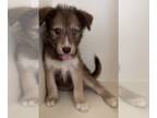 Huskies -Poodle (Standard) Mix DOG FOR ADOPTION RGADN-1239056 - Hudson - Husky /