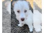 Huskies Mix DOG FOR ADOPTION RGADN-1239058 - Denali - Husky / Mixed (medium