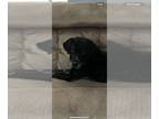 Labrador Retriever Mix DOG FOR ADOPTION RGADN-1239065 - Edward - Labrador