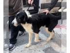 Irish Wolfhound Mix DOG FOR ADOPTION RGADN-1239067 - Henry - Irish Wolfhound /