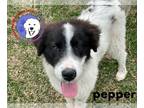 Great Pyrenees DOG FOR ADOPTION RGADN-1239071 - Pepper - Great Pyrenees (long