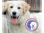 Great Pyrenees DOG FOR ADOPTION RGADN-1239072 - Posie - Great Pyrenees (long