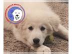 Great Pyrenees DOG FOR ADOPTION RGADN-1239073 - Percilla - Great Pyrenees (long