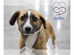 Pembroke Welsh Corgi Mix DOG FOR ADOPTION RGADN-1239082 - Griffin - Shepherd /