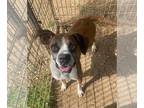 Boxer DOG FOR ADOPTION RGADN-1239092 - Quickstep - Boxer Dog For Adoption