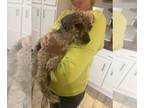 Border Terrier Mix DOG FOR ADOPTION RGADN-1239100 - Sidney *Arriving 3/9* -