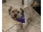 Cairn Terrier Mix DOG FOR ADOPTION RGADN-1239111 - Linkin Park *Arriving 3/9* -