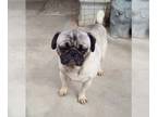 Pug DOG FOR ADOPTION RGADN-1239137 - Otis - Pug Dog For Adoption