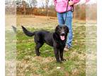 Labrador Retriever Mix DOG FOR ADOPTION RGADN-1239141 - Henry - Labrador