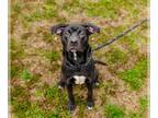 American Staffordshire Terrier Mix DOG FOR ADOPTION RGADN-1239142 - Maggie -